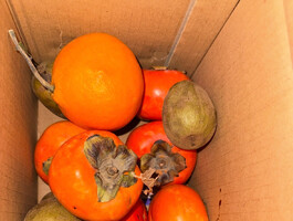 喝了酒能吃猕猴桃吧？