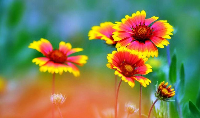 小花2.jpg