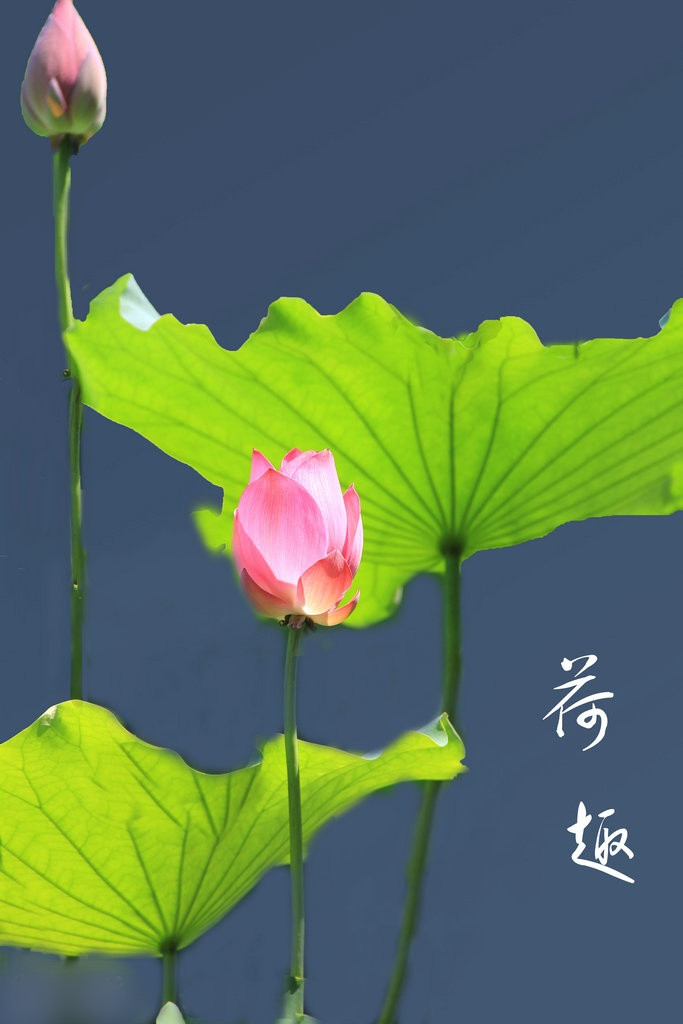 荷花4.jpg
