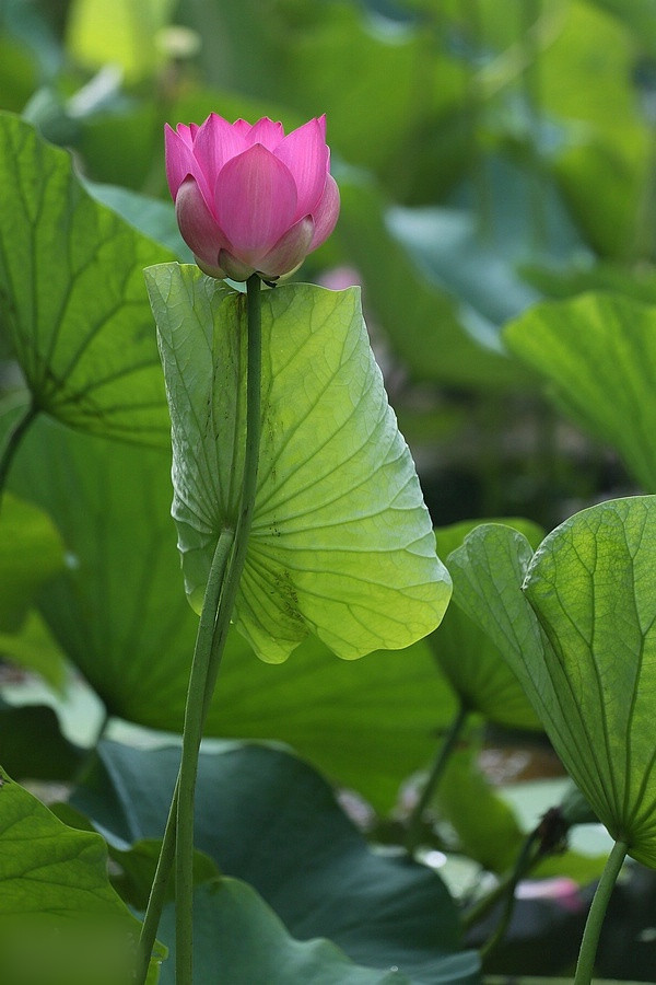 荷花5.jpg
