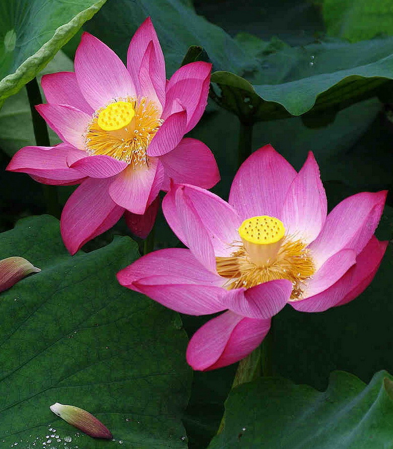 荷花2.jpg