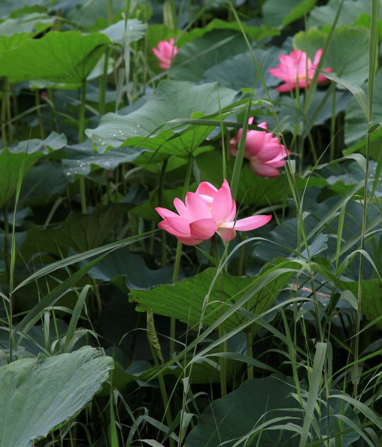 荷花3.jpg