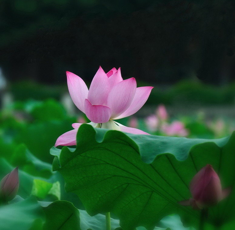 荷花4.jpg