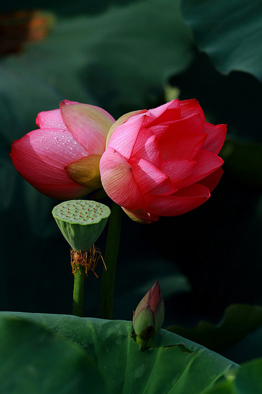 荷花1.jpg