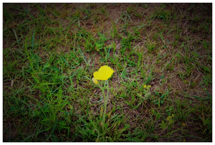 花.jpg