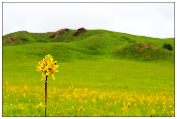 花1.jpg