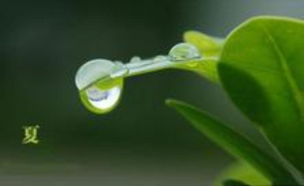 夏雨2 (1000x613).jpg