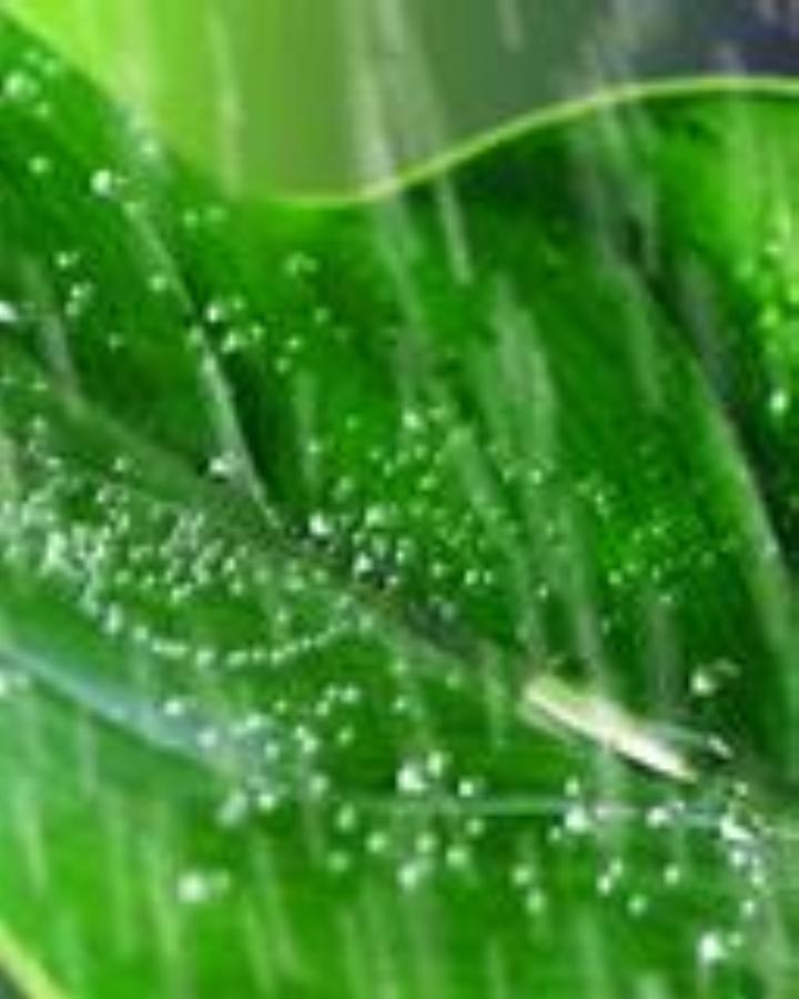夏雨3 (720x900).jpg