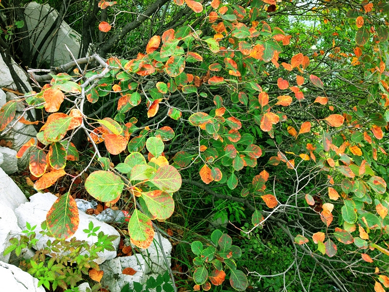 IMG_0251_副本.jpg