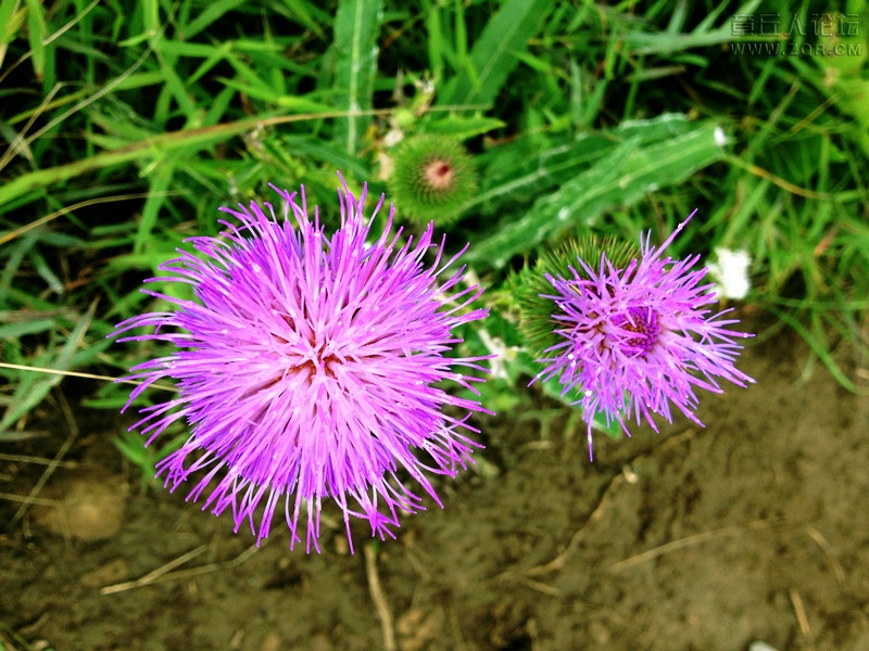 IMG_0310_副本.jpg
