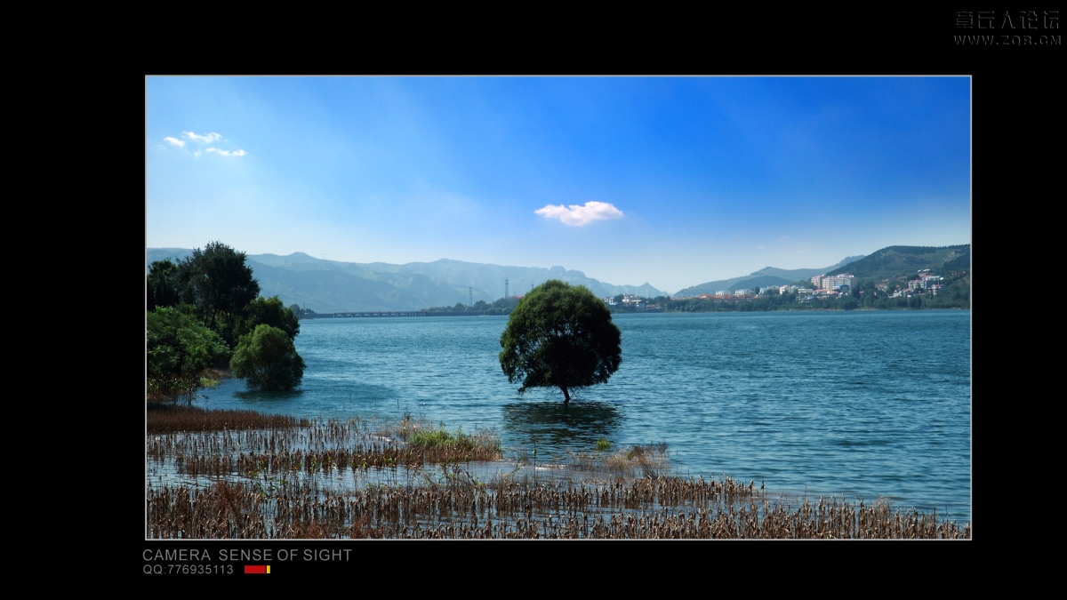 水树.JPG