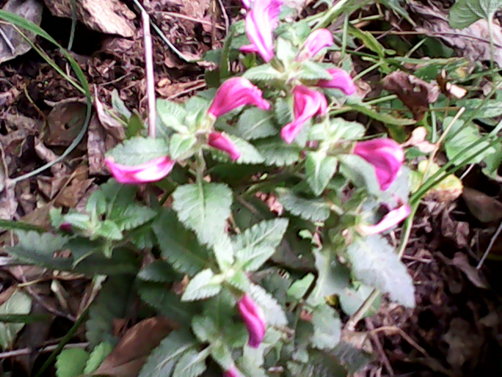 IMG_20120915_111721.jpg