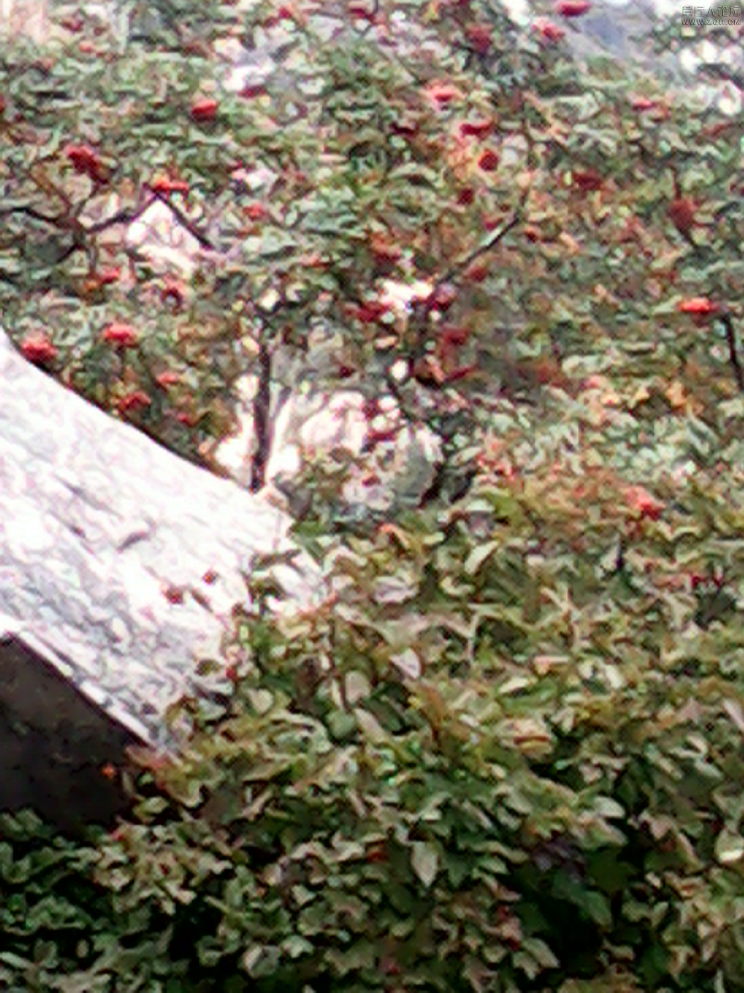 IMG_20120915_121754.jpg