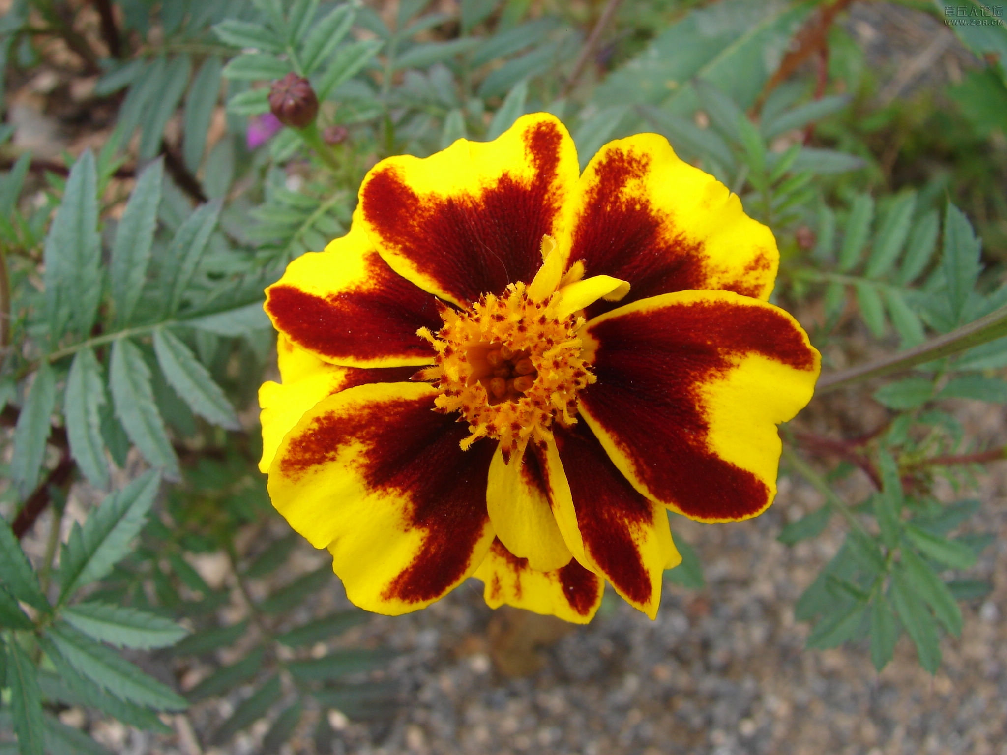 2012-9-23骑行九顶山 058.jpg