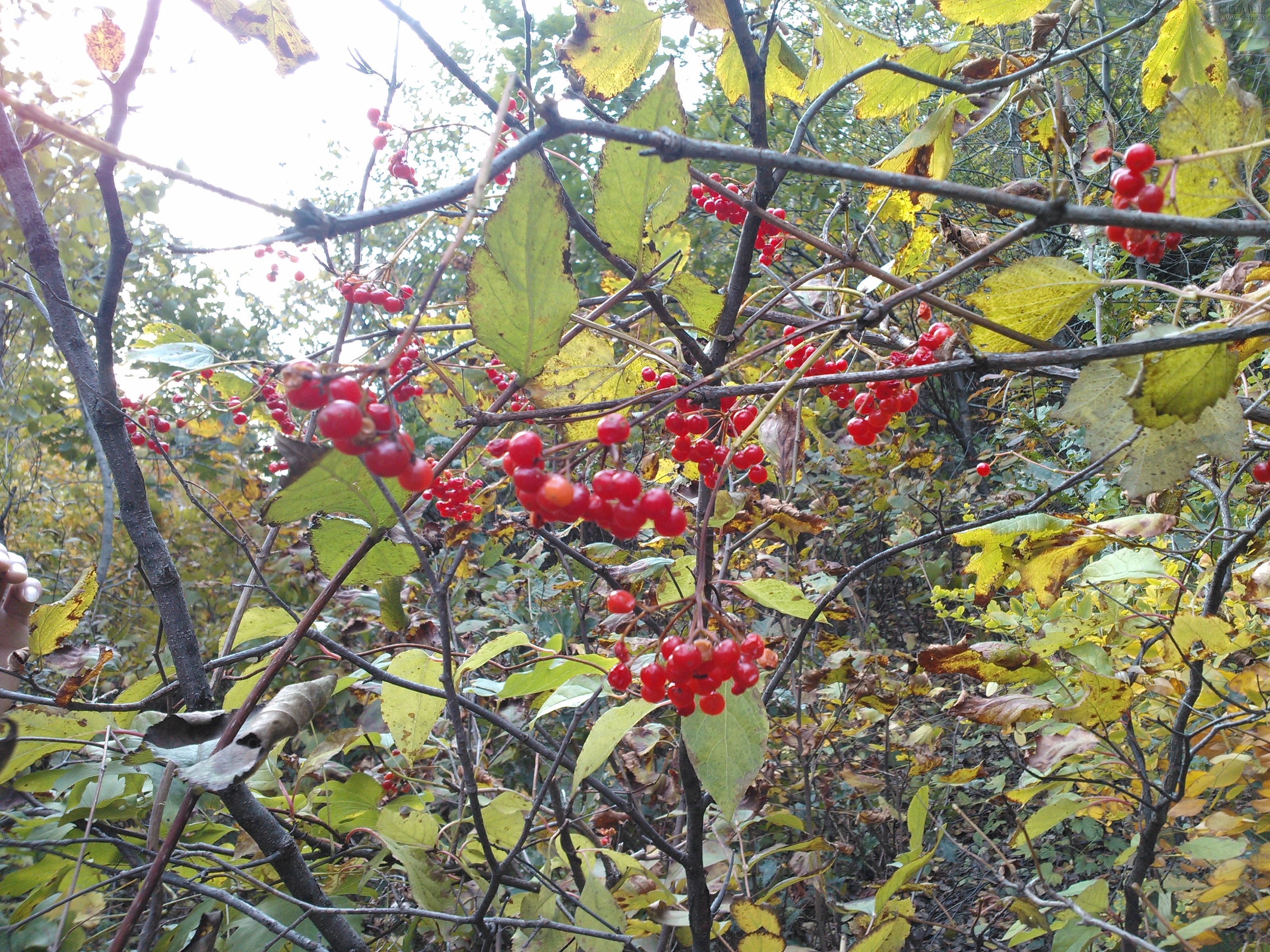 IMG20121003072224.jpg