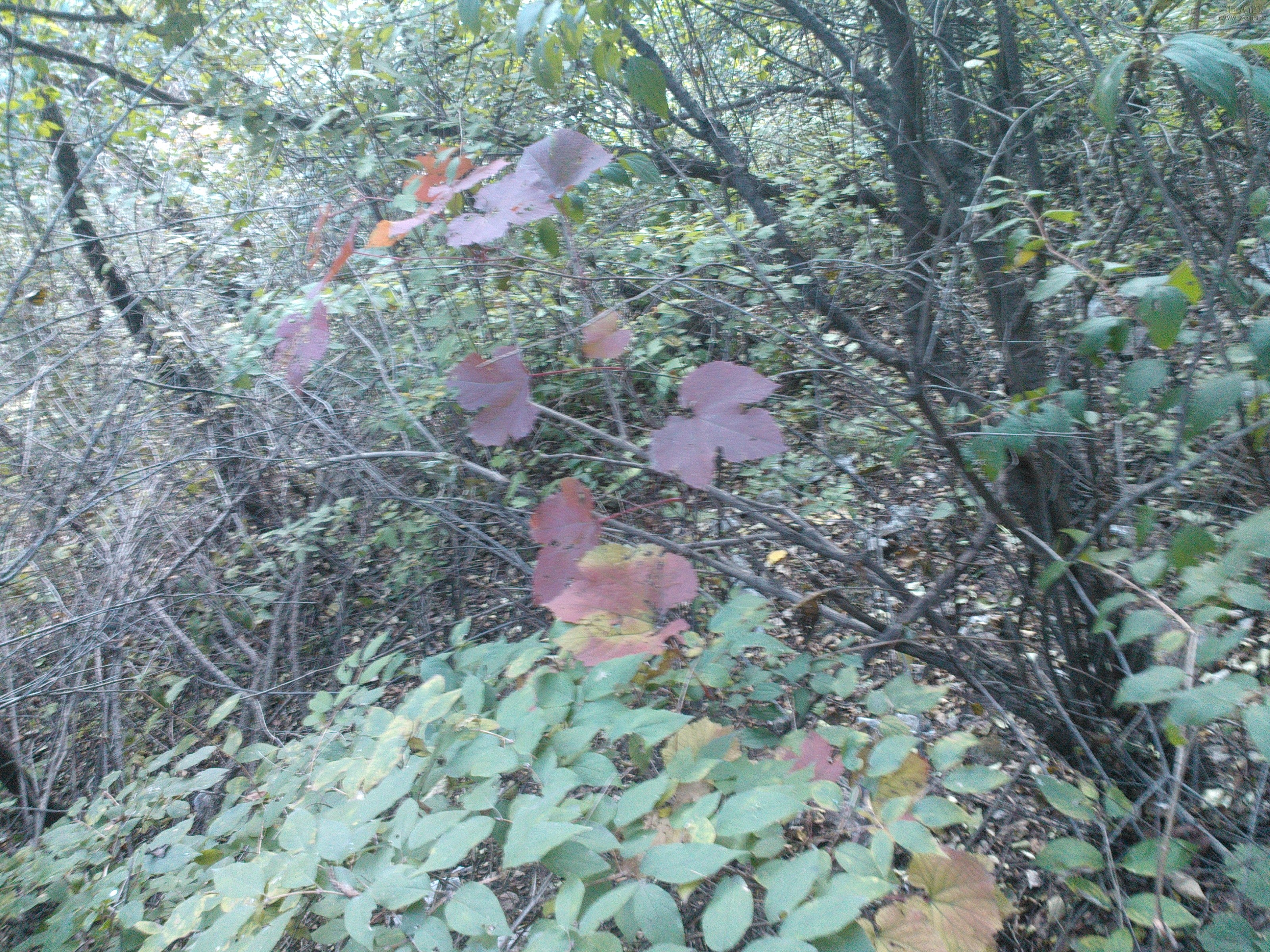 IMG20121003164642.jpg