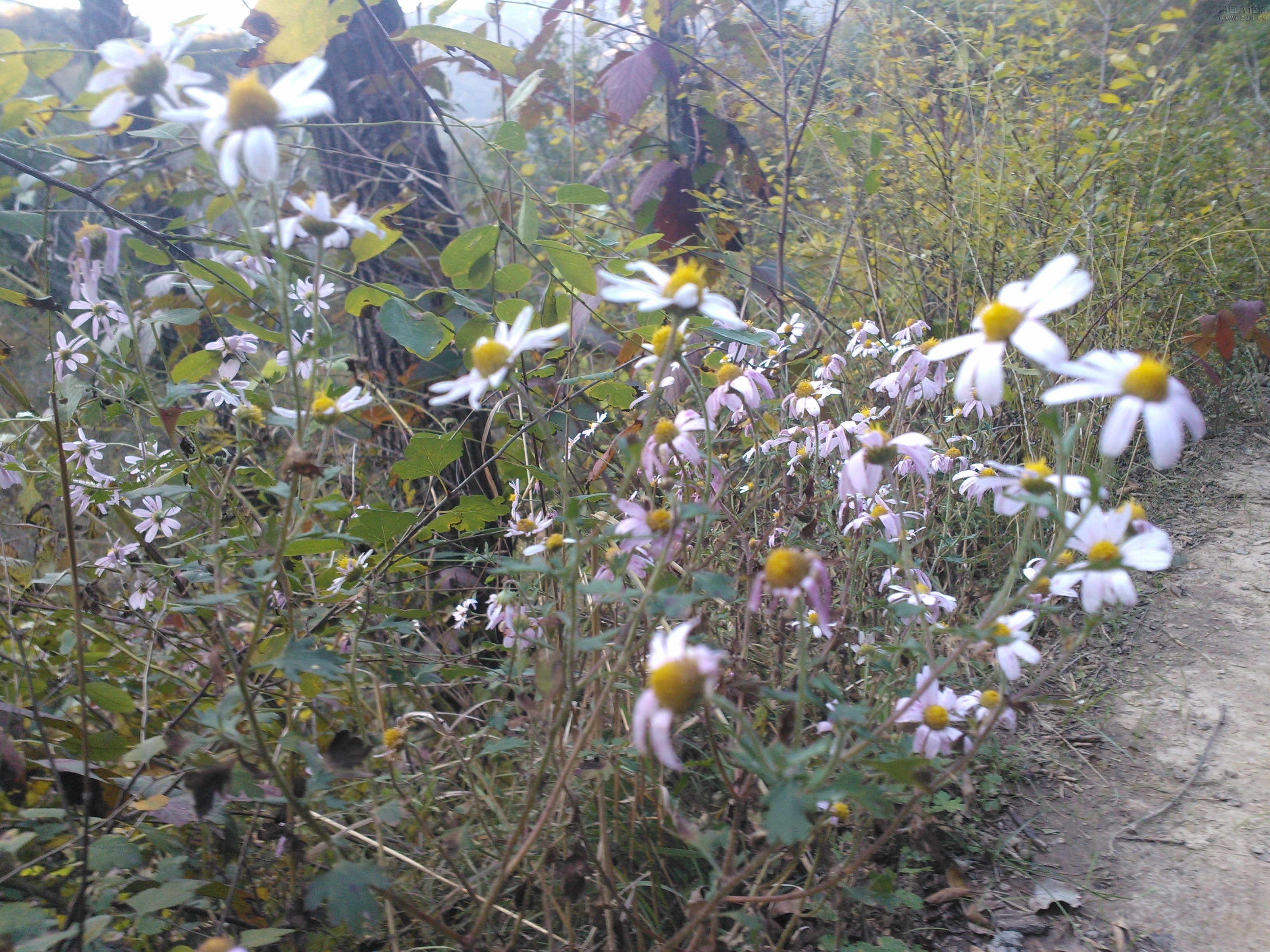 IMG20121003170558.jpg