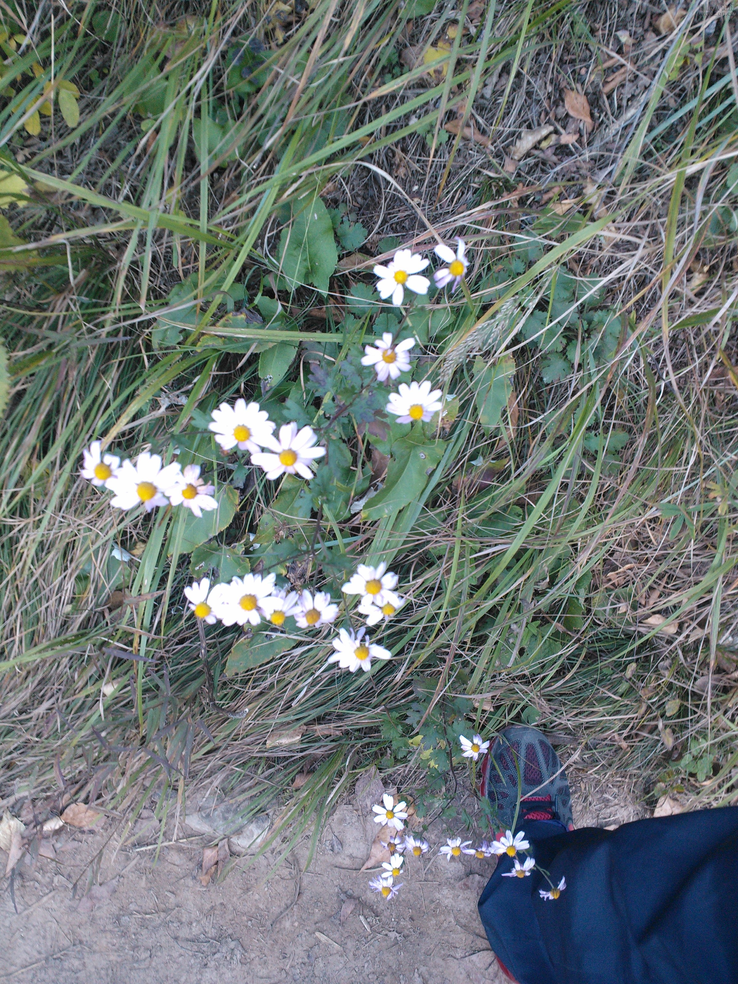 IMG20121003170613.jpg