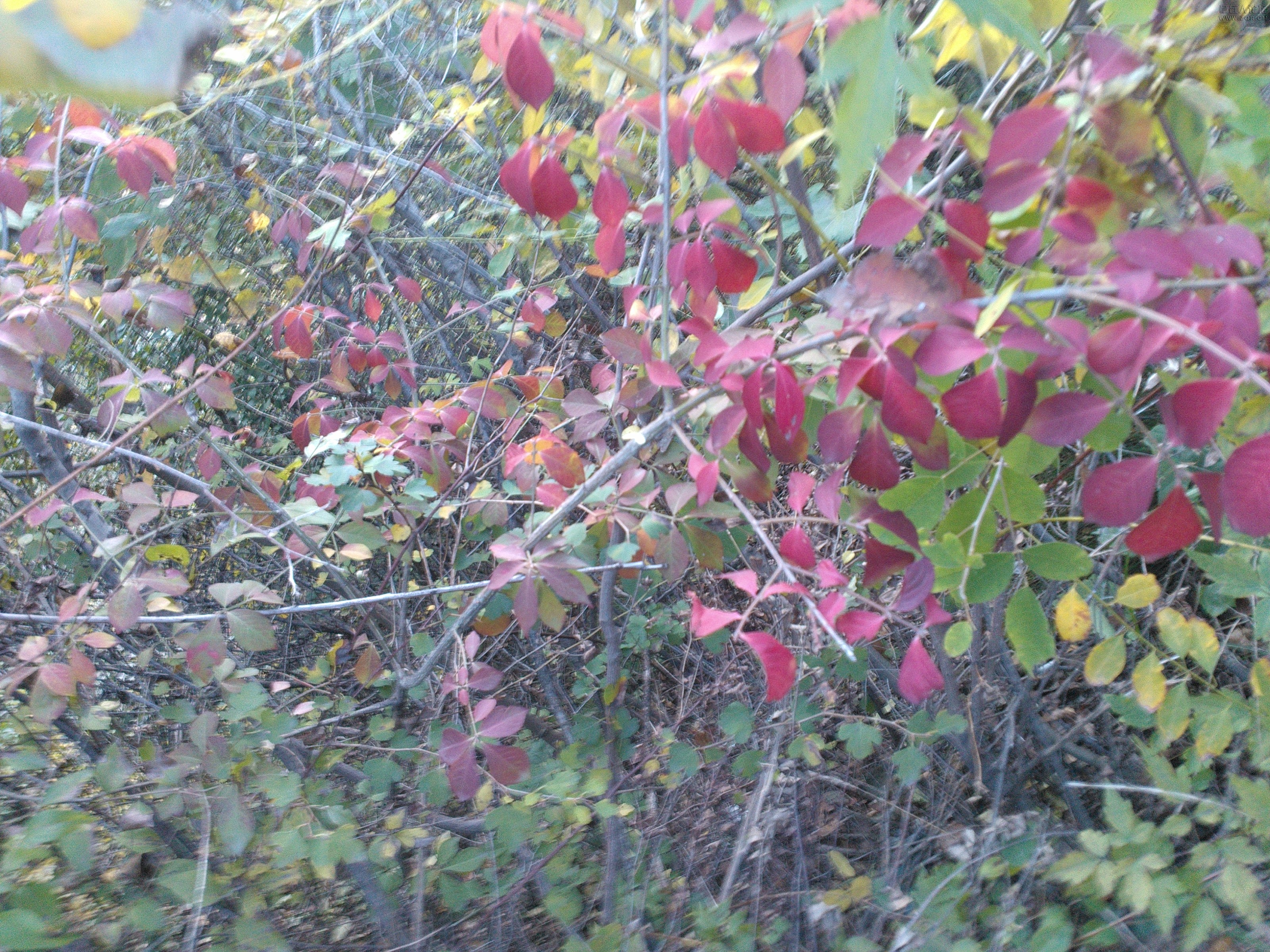 IMG20121003170926.jpg