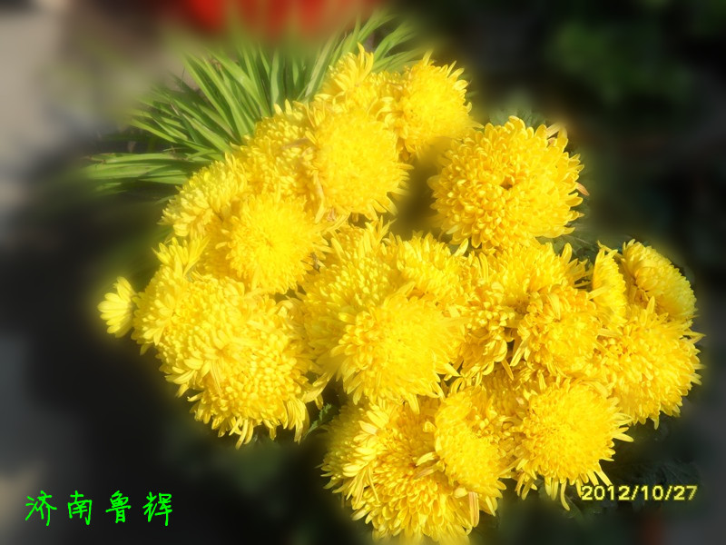 菊花yuanchuang .jpg