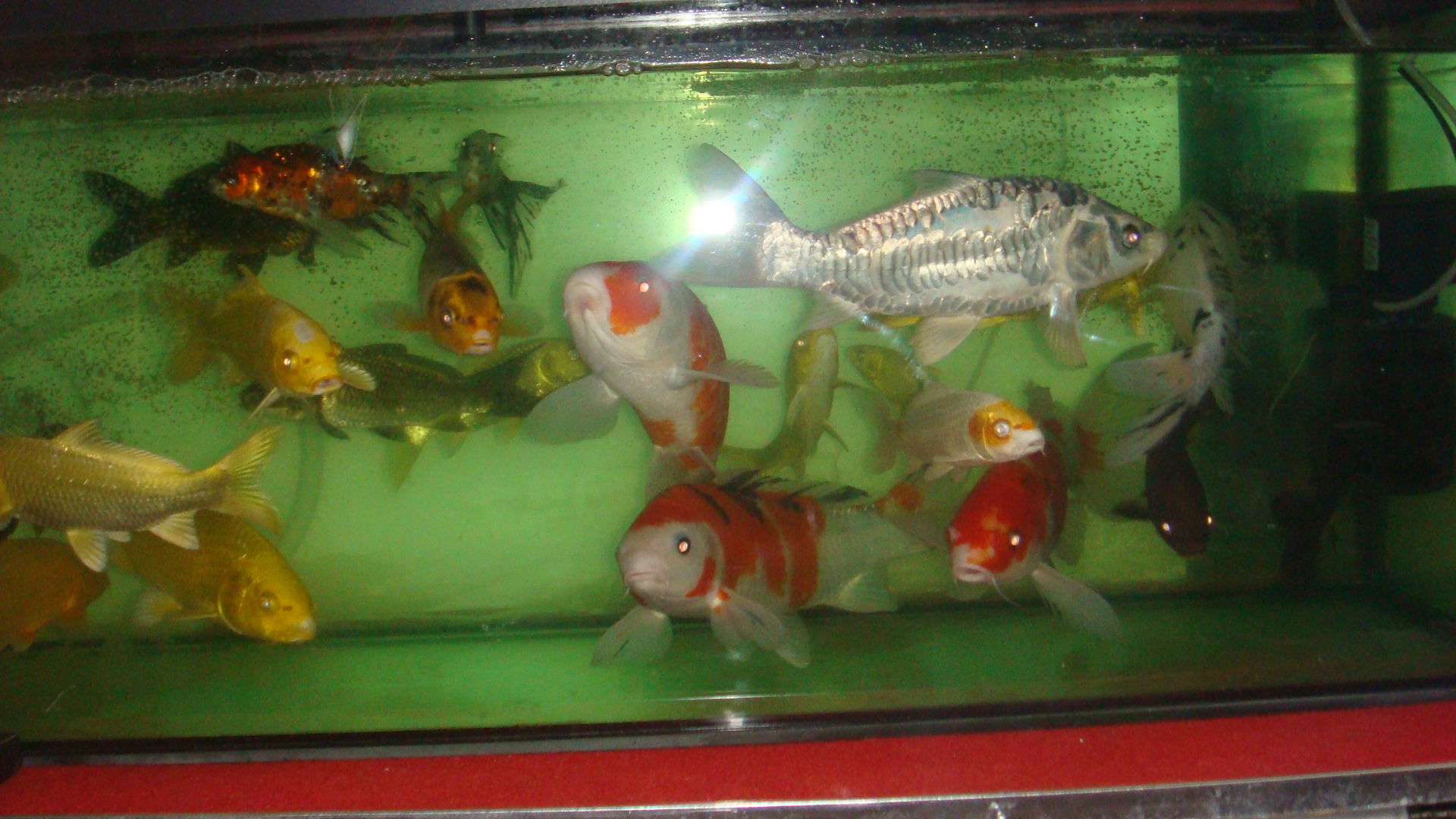 DSC06708.JPG