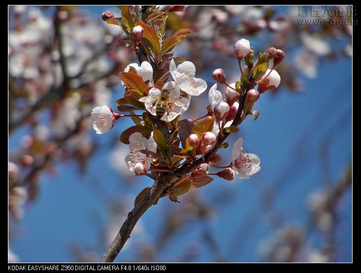 清明节随拍 016.jpg