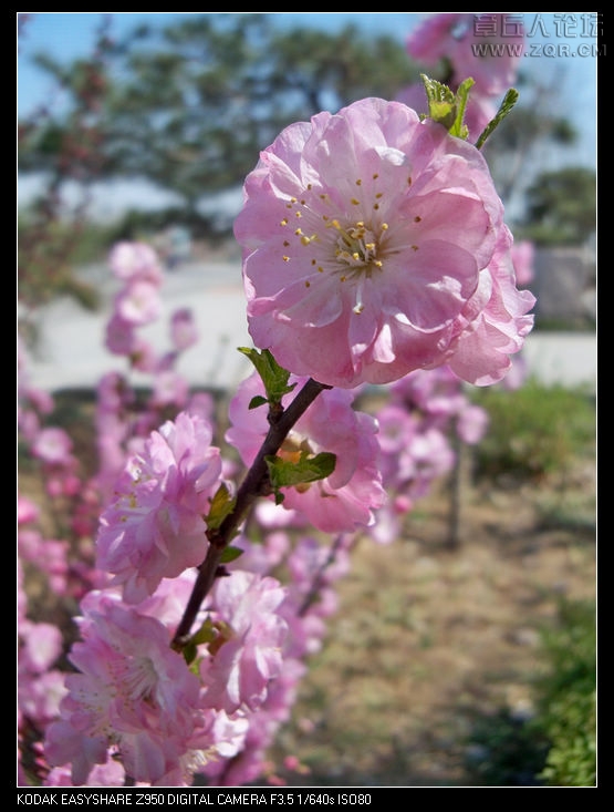 清明节随拍 018.jpg