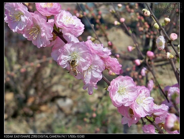 清明节随拍 019.jpg