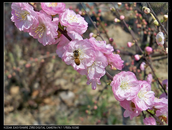清明节随拍 020.jpg