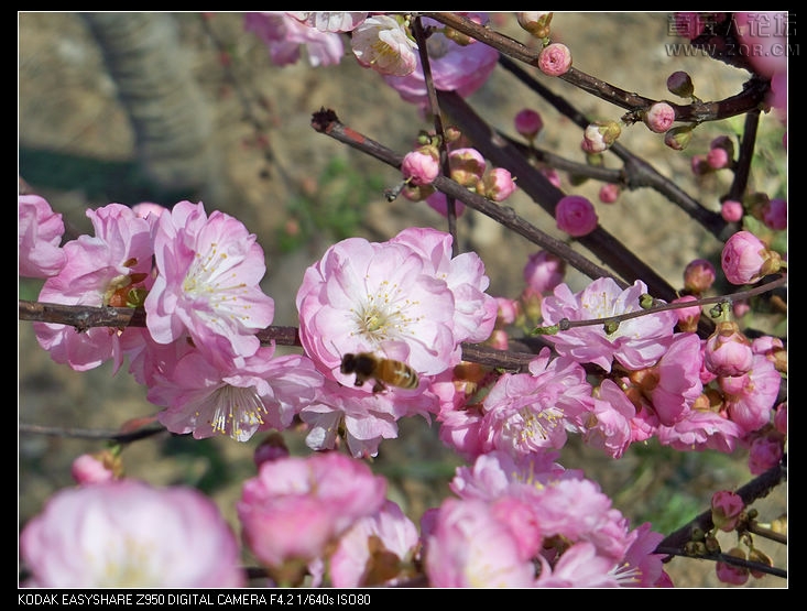 清明节随拍 021.jpg
