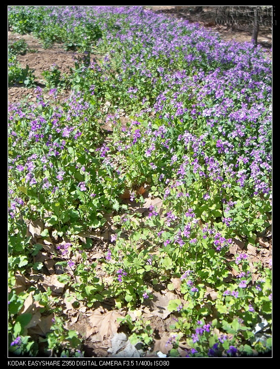 清明节随拍 022.jpg