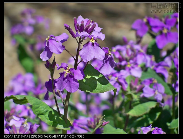 清明节随拍 029.jpg