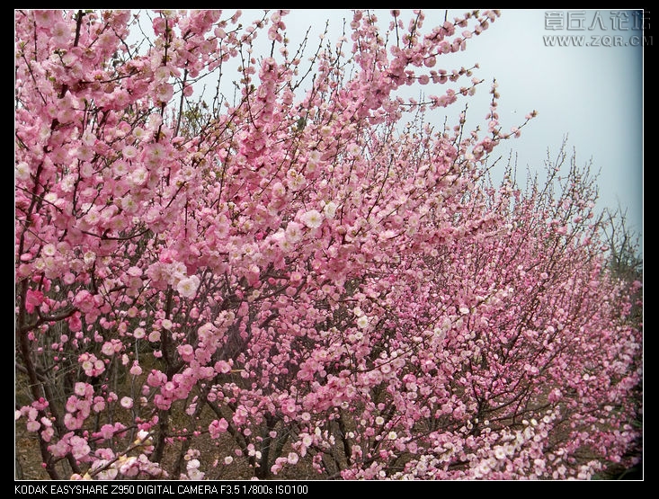 清明节随拍 031.jpg