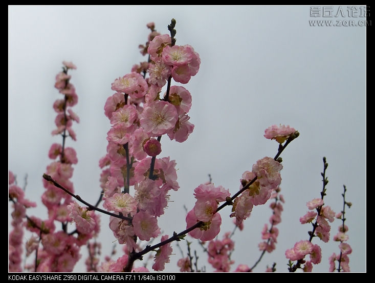 清明节随拍 032.jpg