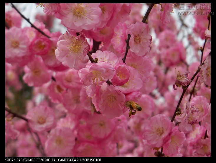 清明节随拍 034.jpg