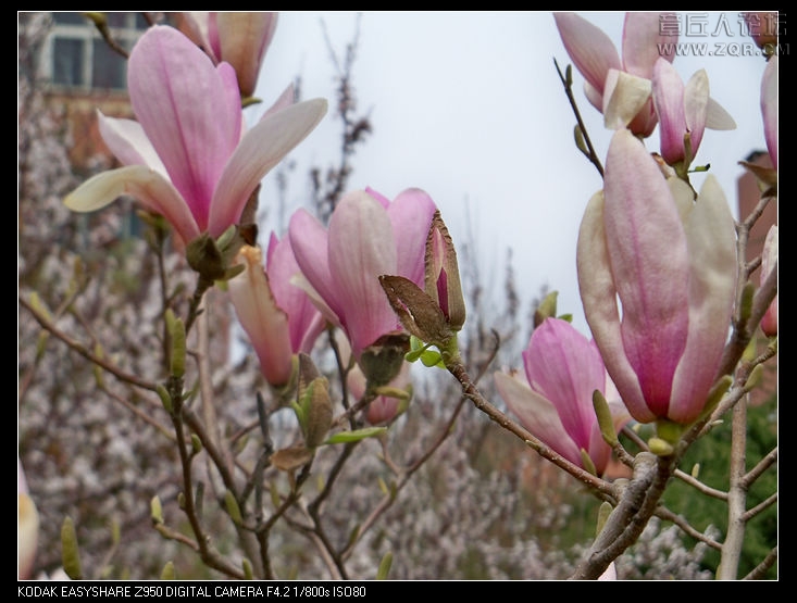 清明节随拍 047.jpg