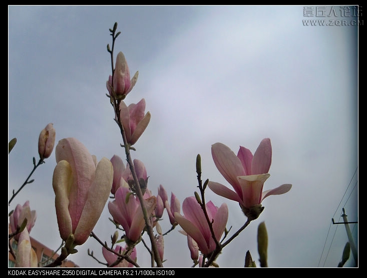 清明节随拍 048.jpg