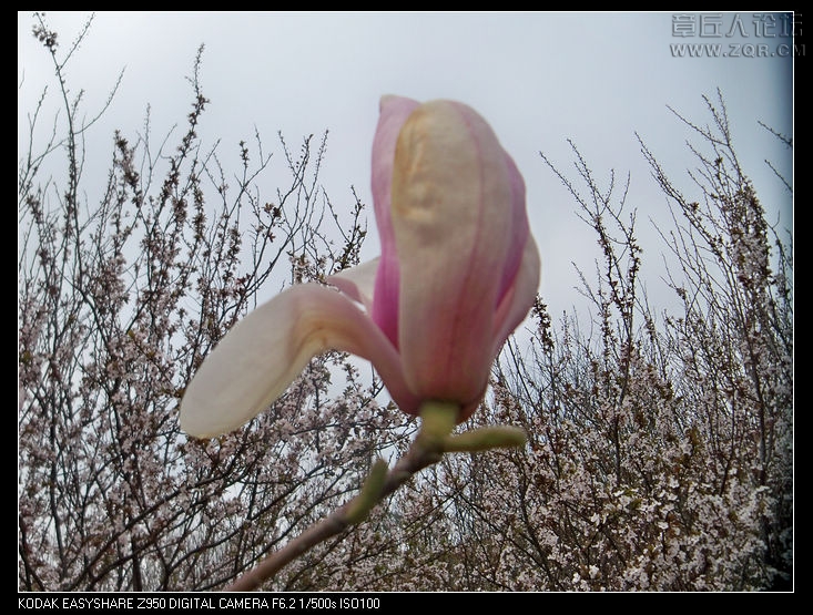 清明节随拍 049.jpg