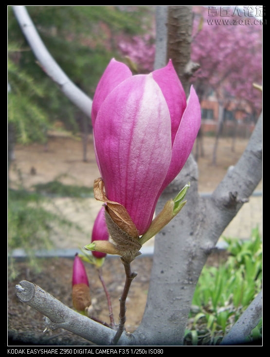 清明节随拍 052.jpg