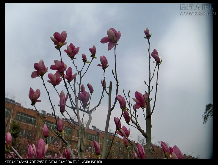 清明节随拍 053.jpg