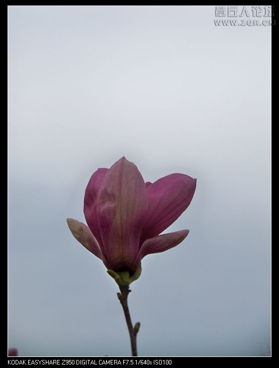 清明节随拍 054.jpg