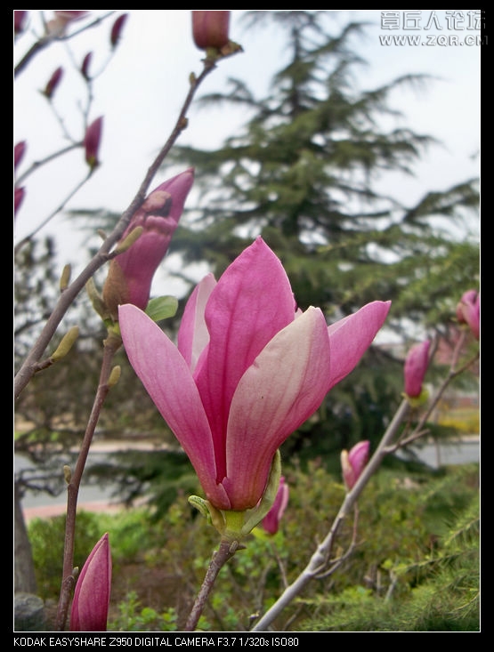 清明节随拍 055.jpg