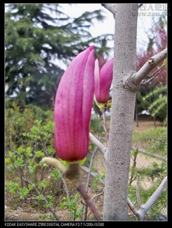 清明节随拍 056.jpg