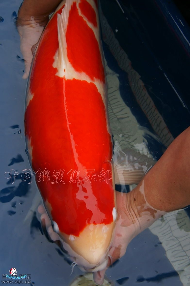 original_aUuU_61ac00005d31118f.jpg