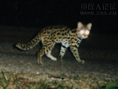 野狸子.jpg
