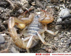 野蝎子.jpg