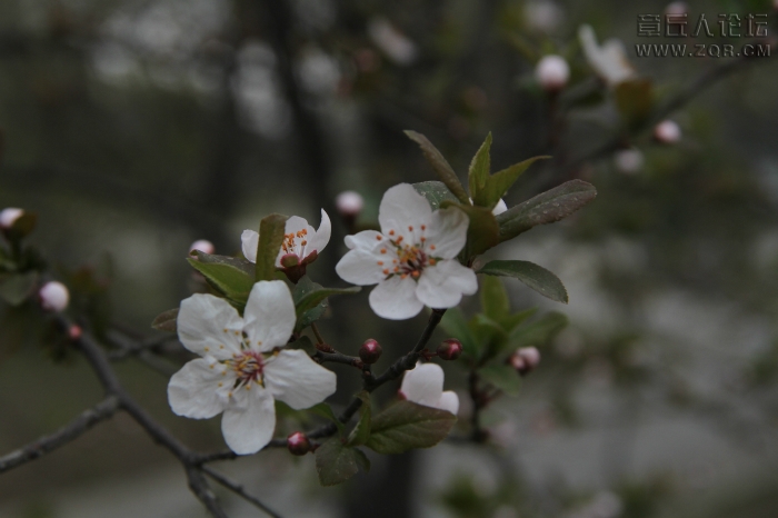 093711v53lrkwmq4okj0mq.jpg