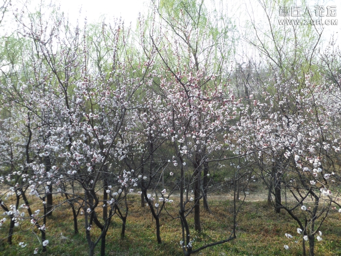 154517mxcfc55donjwozwj.jpg