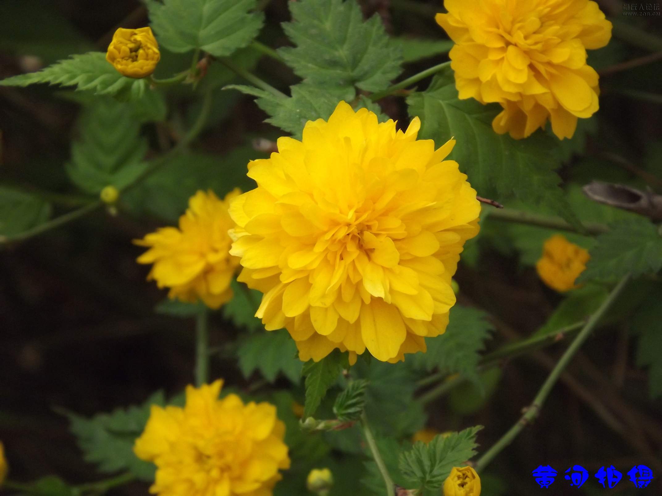 DSCF7820.JPG