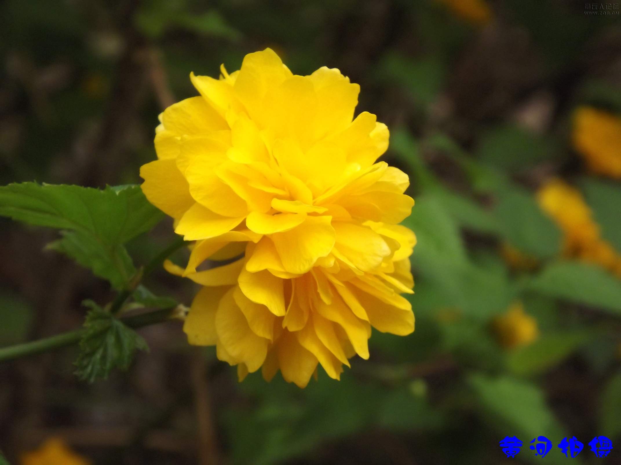 DSCF7823.JPG